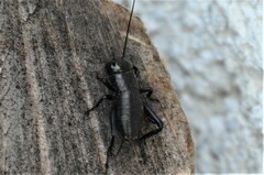 Gryllus campestris