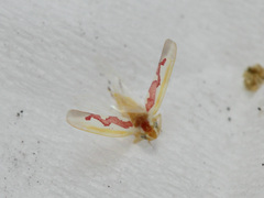 Zygina flammigera