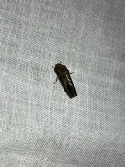 Homalodisca vitripennis