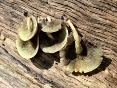 Hypholoma subviride