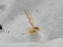 Zygina flammigera