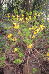 Forsythia