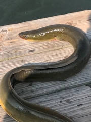 Anguilla rostrata