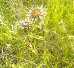 Carlina biebersteinii