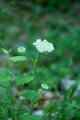 Silphiodaucus hispidus
