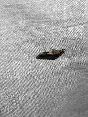 Homalodisca vitripennis