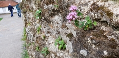 Origanum
