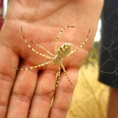 Argiope lobata