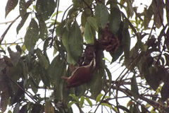 Lepidocolaptes angustirostris