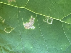 Amauromyza pleuralis