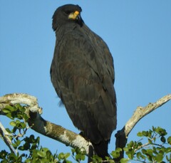 Buteogallus urubitinga