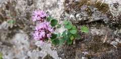 Origanum