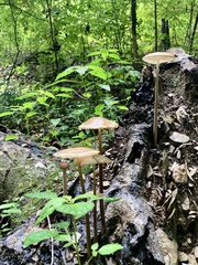 Oudemansiella