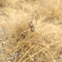 Argiope lobata