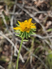 Balduina uniflora