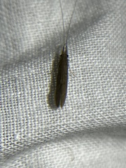Oecetis