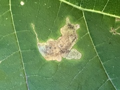 Amauromyza pleuralis