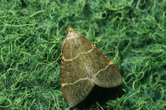 Hypsopygia glaucinalis