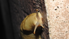 Ariolimax columbianus