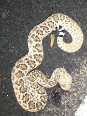 Crotalus atrox