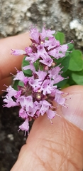 Origanum