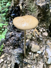 Oudemansiella