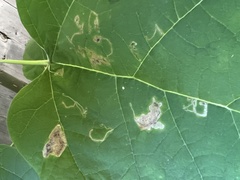 Amauromyza pleuralis