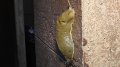 Ariolimax columbianus