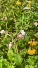 Oenothera gaura