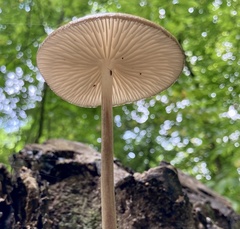 Oudemansiella