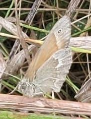 Coenonympha california