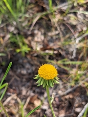 Balduina uniflora