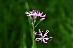 Silene flos-cuculi