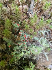 Cladonia cristatella