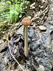 Oudemansiella