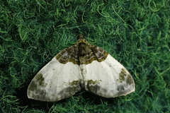 Mesoleuca albicillata