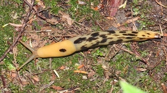 Ariolimax columbianus