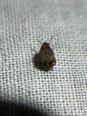 Bruchinae