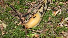 Ariolimax columbianus