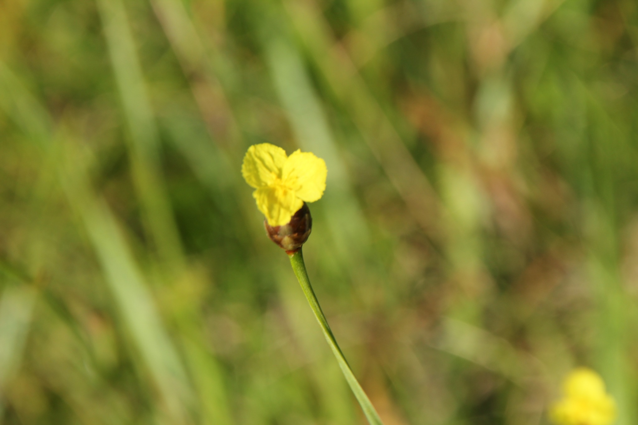 Xyris scabrifolia