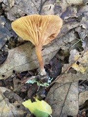 Lactarius oculatus