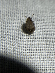 Bruchinae
