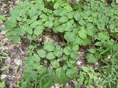Hylodesmum glutinosum