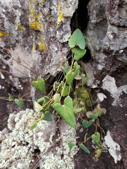 Aristolochia