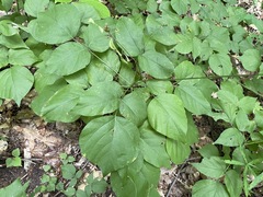 Hylodesmum glutinosum