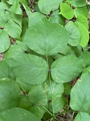 Hylodesmum glutinosum