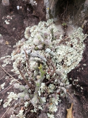 Hatiora salicornoides