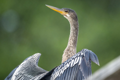 Anhinga anhinga