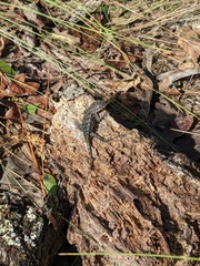 Sceloporus undulatus