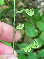 Hylodesmum glutinosum